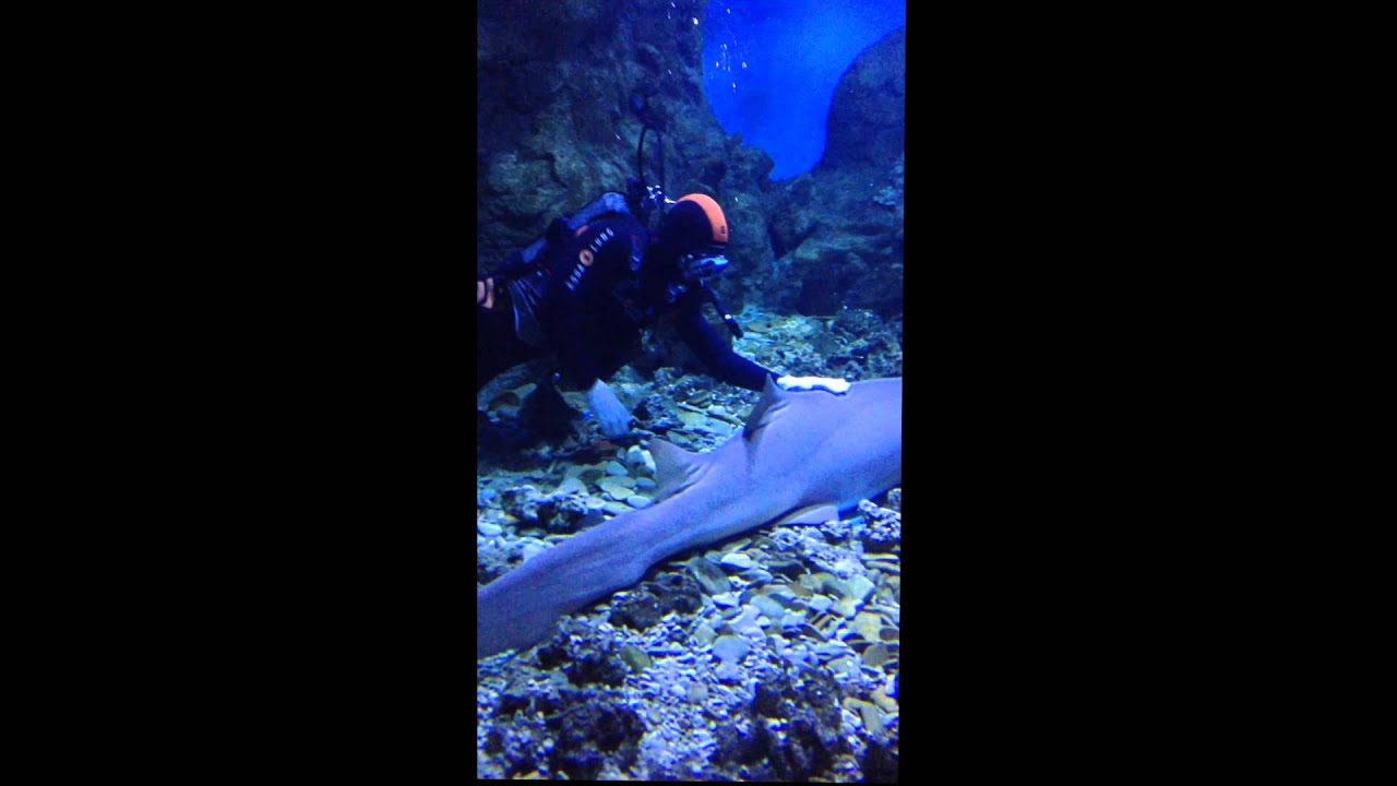 ALTADIVE. Дайвинг с акулами