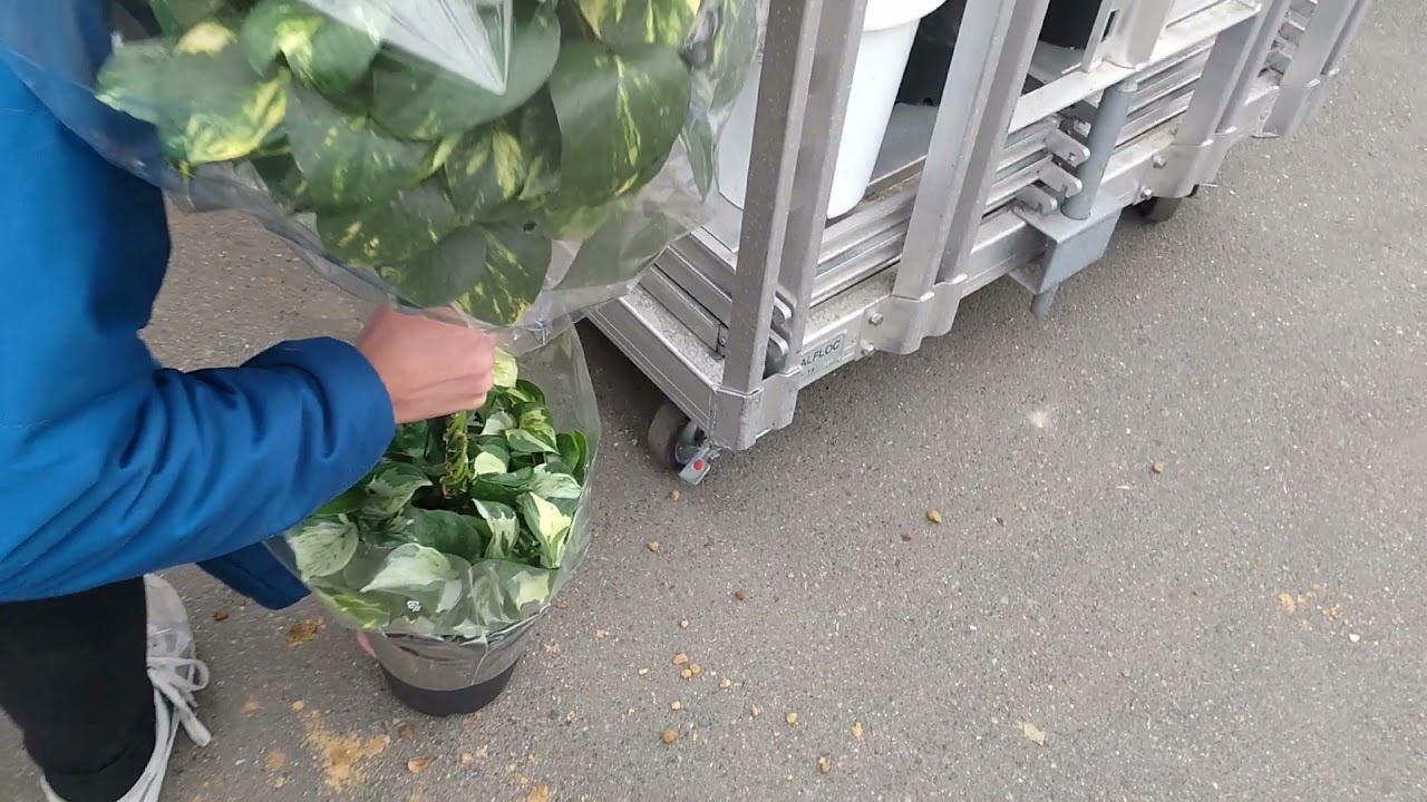 ポトスバルーン Youtube