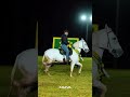 #INOVAMARCHADOR #CAVALO #MARCHADOR #HARAS #MANGALARGAMARCHADOR