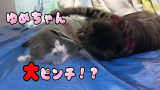変な隙間に入り込んだ先輩猫ゆめちゃんが無事に脱出するまで 変な隙間に入り込んだ先輩猫ゆめちゃんが無事に脱出するまで