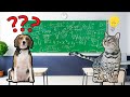 Are Cats Smarter Than Dogs?