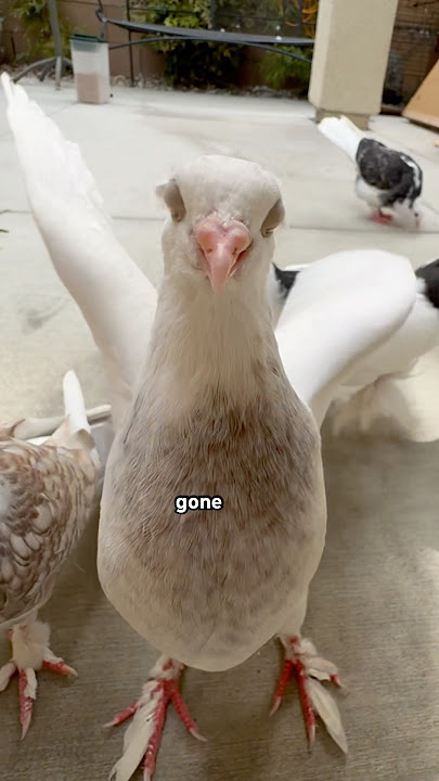 How 99% of people lose their birds…. #pigeon #bird