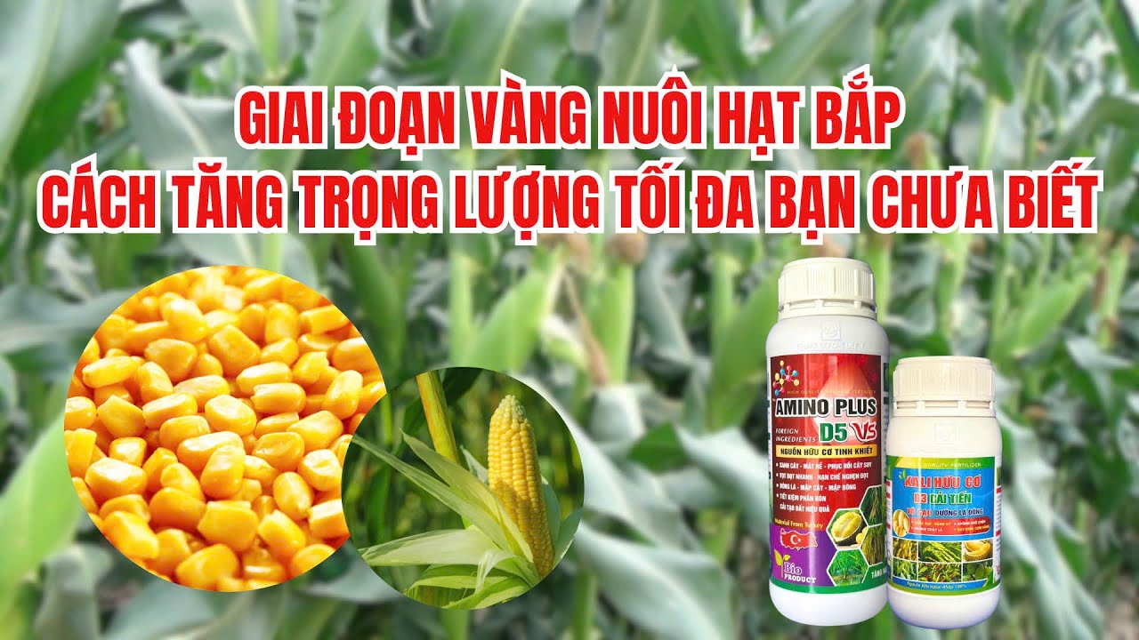 Kỹ thuật chăm sóc Bắp giai đoạn nuôi hạt: chống lép hat, tăng kích thước và trọng lượng trái!