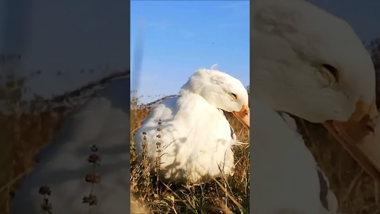 Duck's Autumn After Bath Routine! 