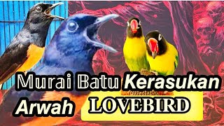 MURAI BATU ISIAN LOVEBIRD NGEKEK PANJANG || Masteran Suara Murai Batu Rasa Lovebird Tembakan Mewah