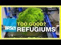 FAQ 45 Can My Refugium Work Too Well 52 FAQ FAQ 45 Can My Refugium Work Too Well 52 FAQ