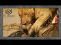 Lion on Kill | A Short Wildlife Safari