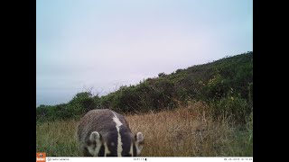 Marin Wildlife Watch: Mammal identification and using the ID Guide
