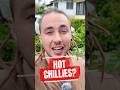 Turns out chillies don’t like the heat? 🌶️