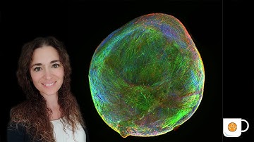 Bioengineered Neuronal Organoid activity mimics the fetal brain on the Maestro multiwell MEA system