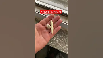 KENGER SAKIZI Kengersakızı Sakız Doğa Yemek Yemektarifleri Sakızlar Keşfet Kendinyap Gum 