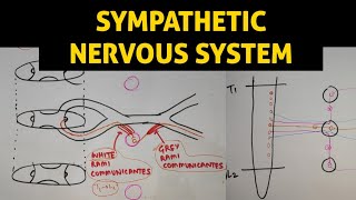 ANS - 1 | Sympathetic Nervous System