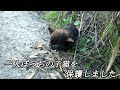用水路でおぼれていた子猫を保護することになりました【保護初日・2日目】It was decided to protect the drowning kitten