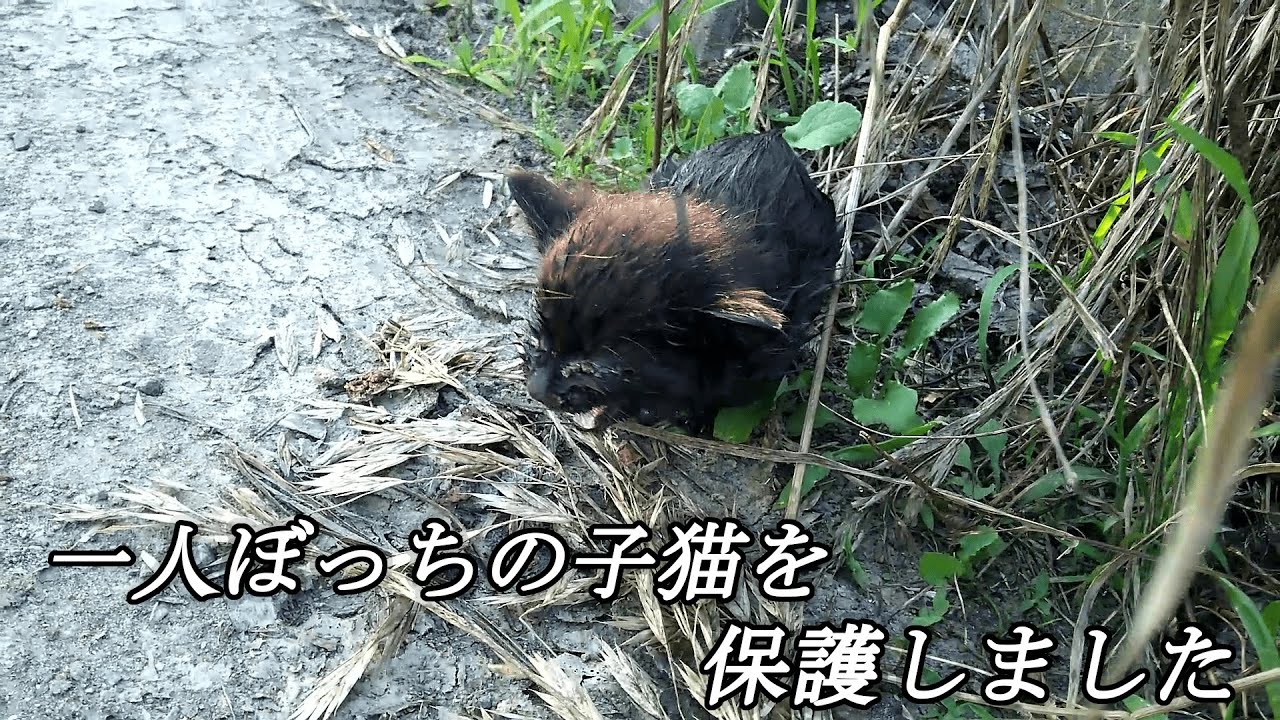 用水路でおぼれていた子猫を保護することになりました【保護初日・2日目】It was decided to protect the drowning kitten