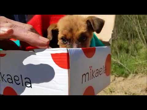 Mich cachorrito abandonado enfermo en la calle de ANIMAL HELP URUGUAY 14 10 17 derechos de los animales en la experimentacion