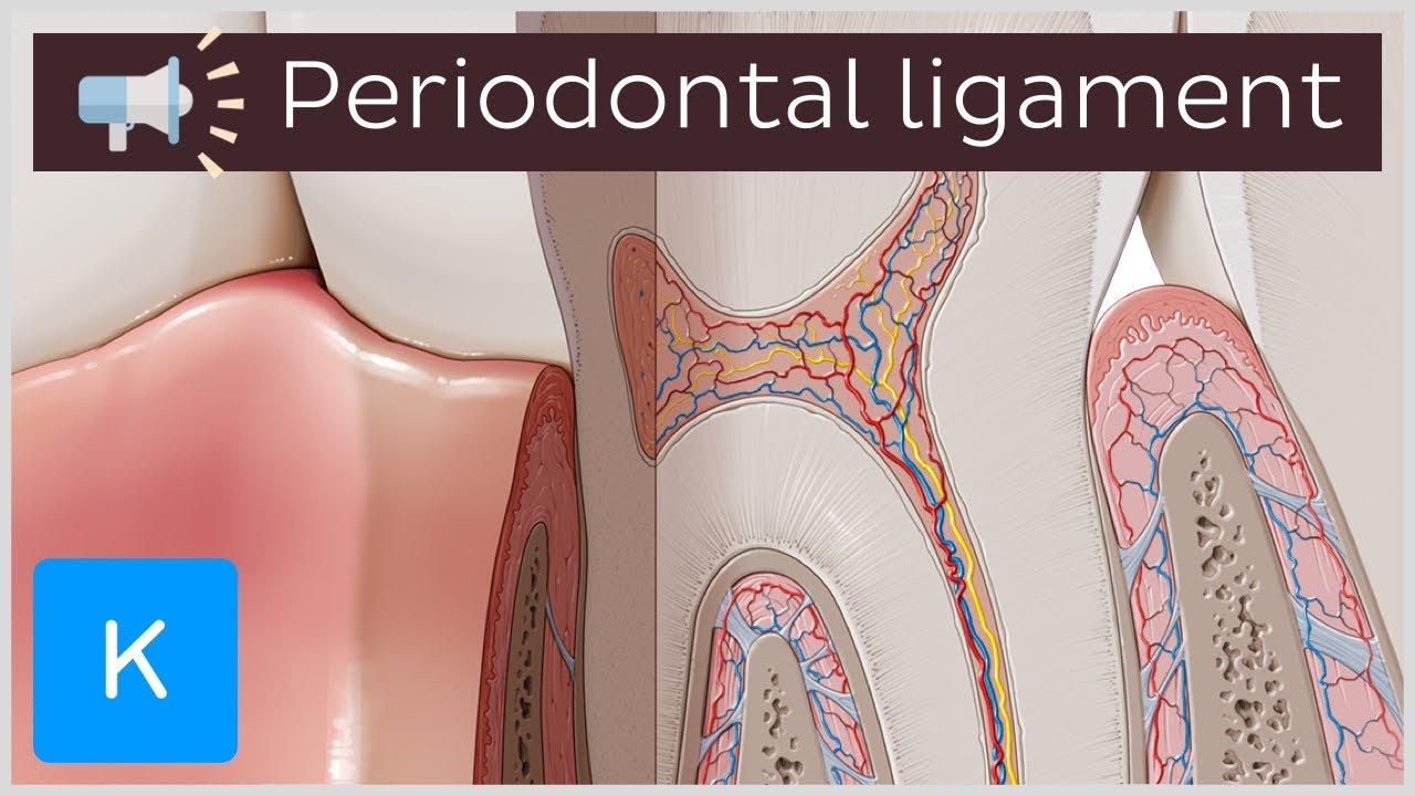 Periodontal ligament Anatomical Terms Pronunciation by Kenhub YouTube