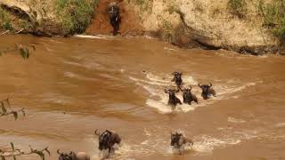 Migration in Mara River while crocodile killing wildebeest