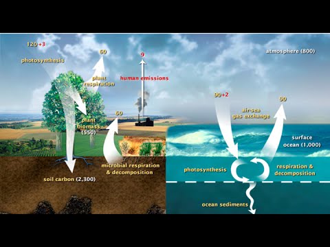 Cycles. Water, Carbon, Nitrogen, Oxygen and Phosphorus ... the nitrogen cycle diagram 