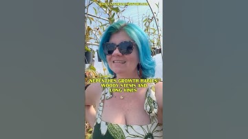 Nepenthes Growth Habits; Woody Stems & Long Vines