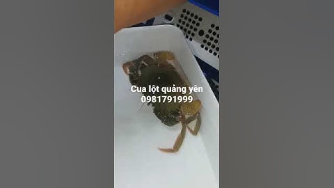 Cua lột quảng yên