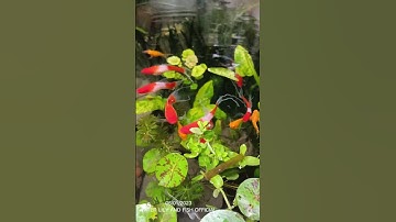 NƯỚC TRONG VẪN CÓ CÁ SONG KIẾM KOI CÙNG CÁ TRÂN CHÂU SHORT BODY SK VÀ CÁ BẢY MÀU HB YELLOW