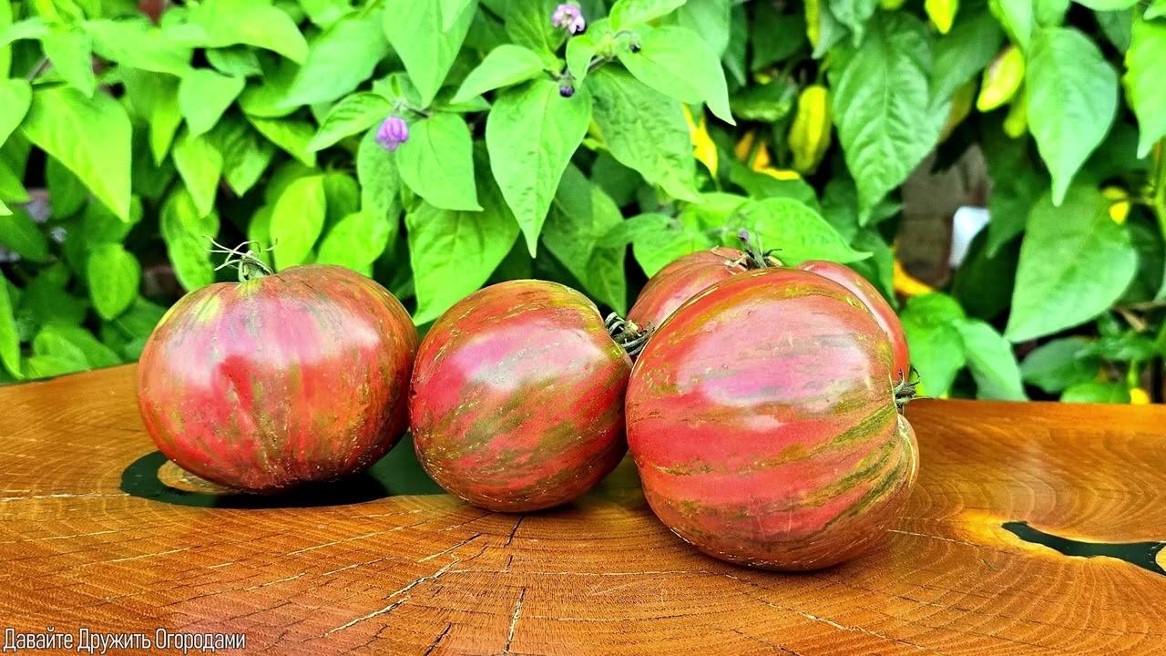 Томаты - новинки сезона. Начало 