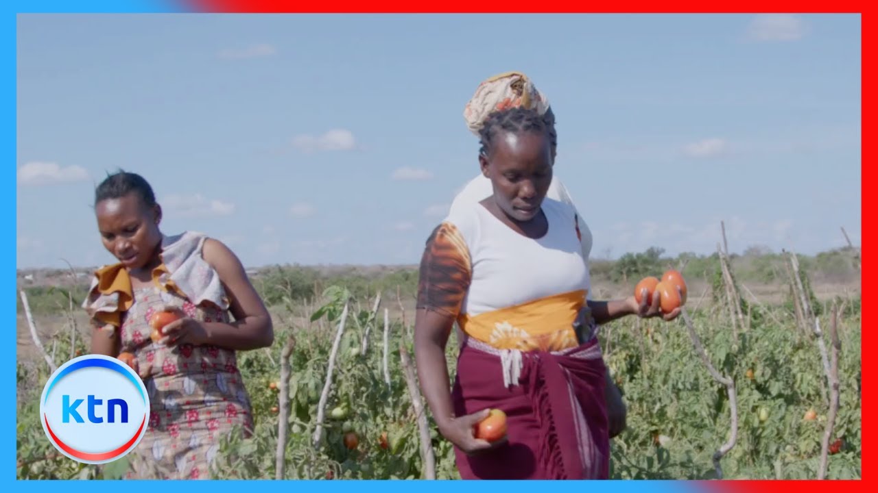 Still from Kilifi Farmers Lead Quiet Agricultural Revolution with Irrigation and Climate-Smart Farming
