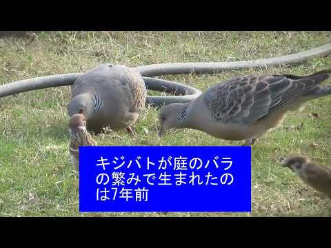 キジバトとスズメが仲良く食事 令和8年3月21日