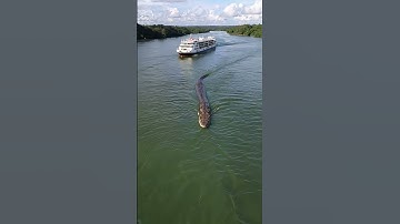 GIANT PYTHON - #python #amazon #wildanimal #snake #shortvideo