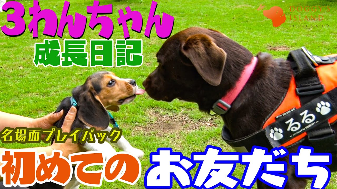えり(・д・)☆ビーグル犬のデッキ ビーグル 01S / 01C – JEKCA-SHOP