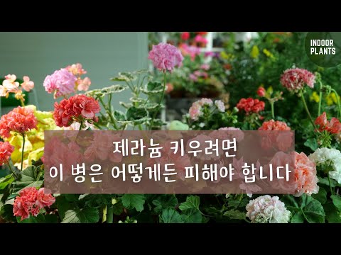 Video: Prins Van Oranje Pelargoniums - Groeiende Prins Van Oranje Geranium Plante