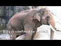 Captivity is NOT Conservation