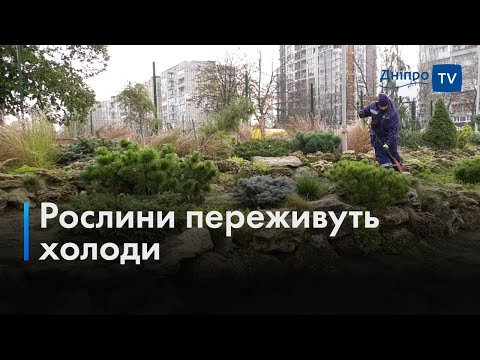 🌲 Пішохідна доріжка та підготовка зелених насаджень до зими