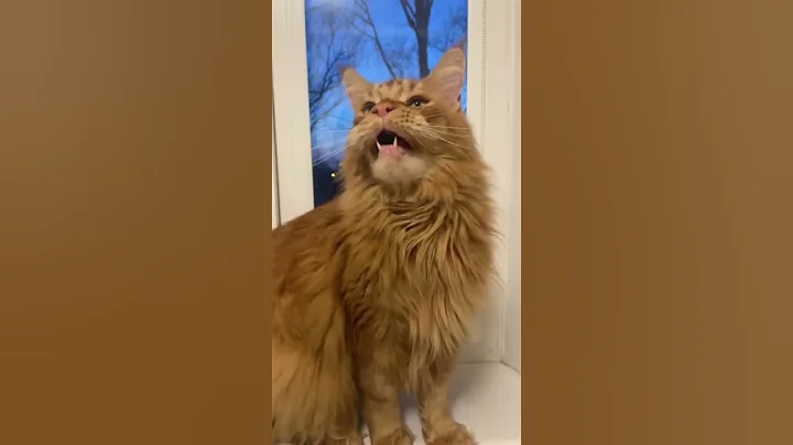 Watch the video about Home lion #wildlife #cat #funny #funnycats