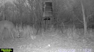 Six pointer on camera #deerhunting 
