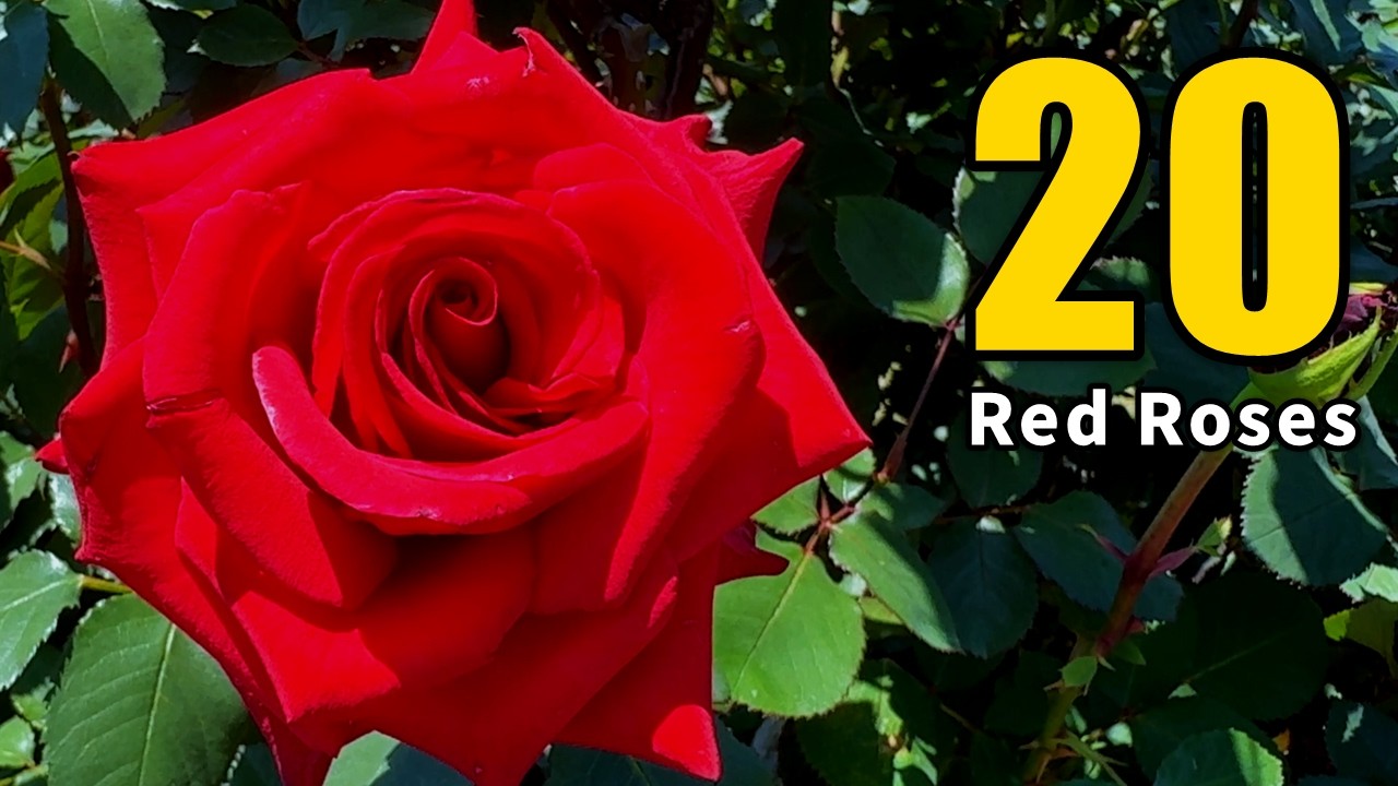 20 Beautiful Red Roses 🌹 | 情熱の赤バラ20選（Rose Varieties