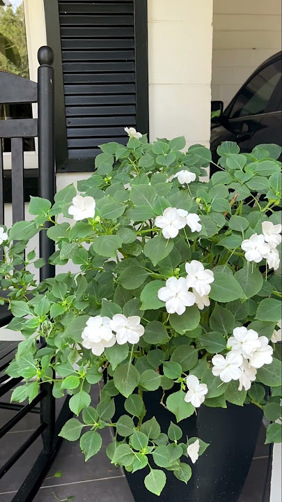 I Saved This Impatiens Plant!