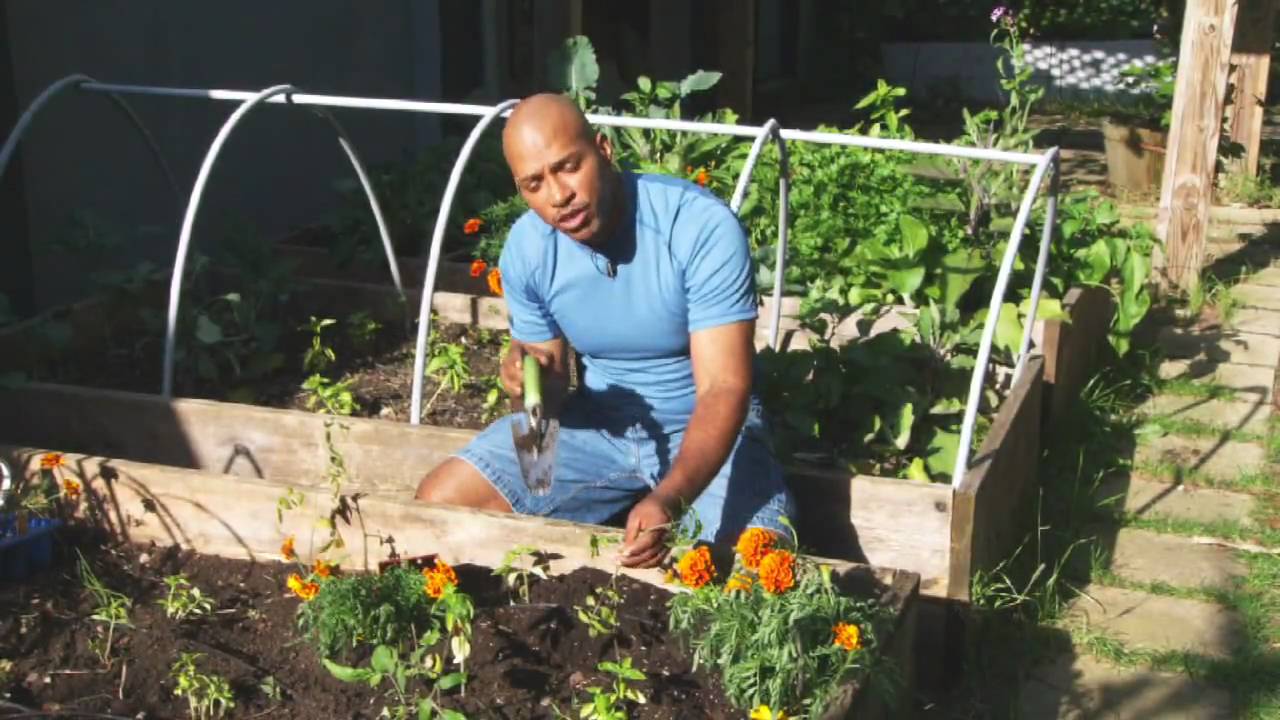 Tomatoes 101 with William Moss