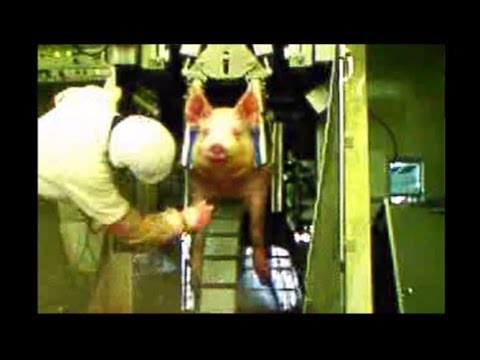 食卓のお肉ができるまで ググってはいけないワードをググろう ググり実況 Kgd07 Youtube 食卓のお肉ができるまで ググってはいけないワードをググろう ググり実況 Kgd07 Youtube