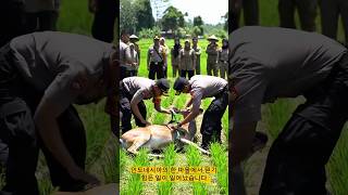 인도네시아 논에 나타난 큰 사슴, 경찰이 구조 성공!  #shorts  #viral