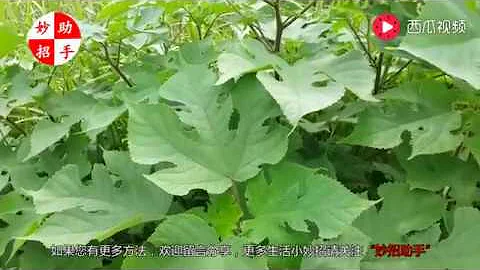構樹全身都是寶，可惜知道的人太少了，快看看吧！ - 天天要聞
