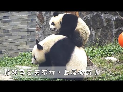《熊貓早晚安》熊孩子三天不打，上房掀瓦！| iPanda