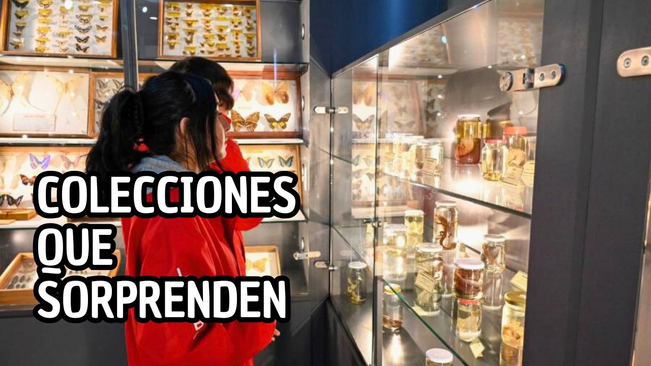 Museo de Ciencias Naturales de Chillán: Las Colecciones Más Extrañas