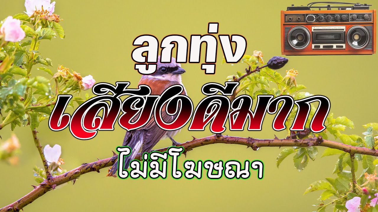 ลูกทุ่งเสียงดีมาก : ระบบเสียงดีฟังเพราะมาก #รวมเพลงลูกทุ่งฟังเพราะ #คัดมาพิเศษ #ไม่มีโฆษณ