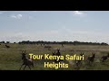 Cheetahs hunting Topi Antelopes