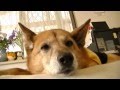 ダラけるのんちゃん！眠いけんかまわんといて！