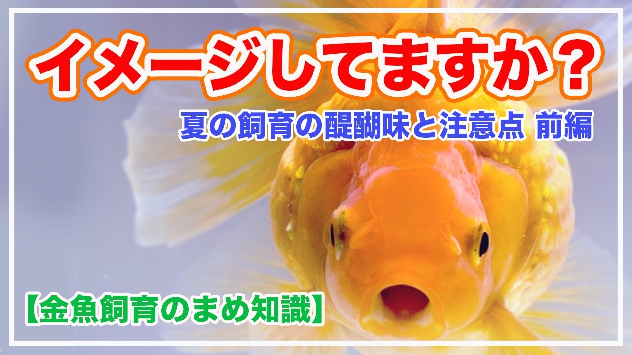 The joys and precautions of keeping goldfish in summer - Part 1
