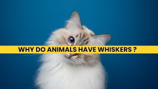 Why Do Animals Have Whiskers ?