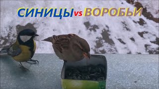 Наглые Воробьи VS Отважные Синицы!