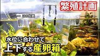 水位に合わせて上下する産卵箱　【アクアリウム繁殖計画】